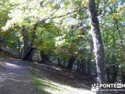 El Castañar de El Tiemblo , Un bosque mágico;ruta por patones;plano de la pedriza